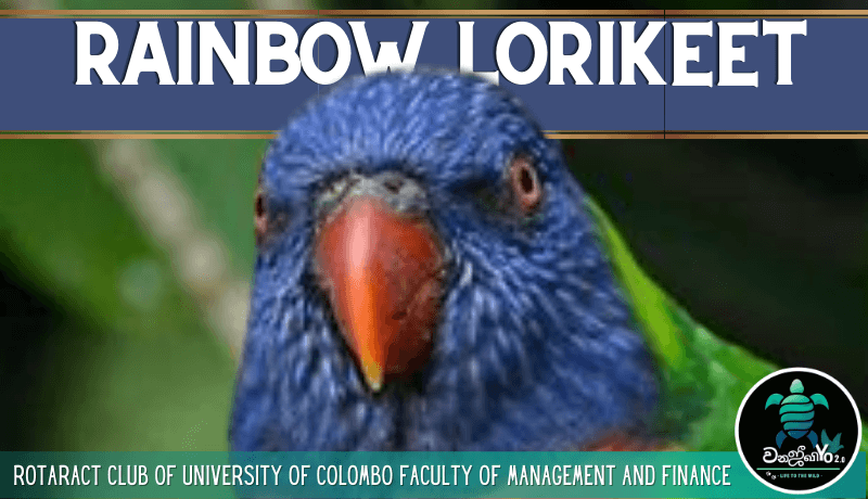 Rainbow Lorikeet (Trichoglossus moluccanus)