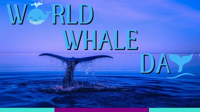 World Whale Day